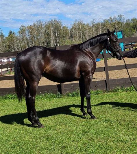 racehorse photos for sale.